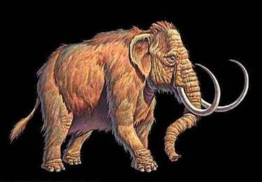 Mamutas