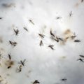 JAV pilietė Filipinuose užsikrėtė Zikos virusu