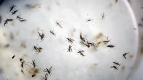 JAV pilietė Filipinuose užsikrėtė Zikos virusu