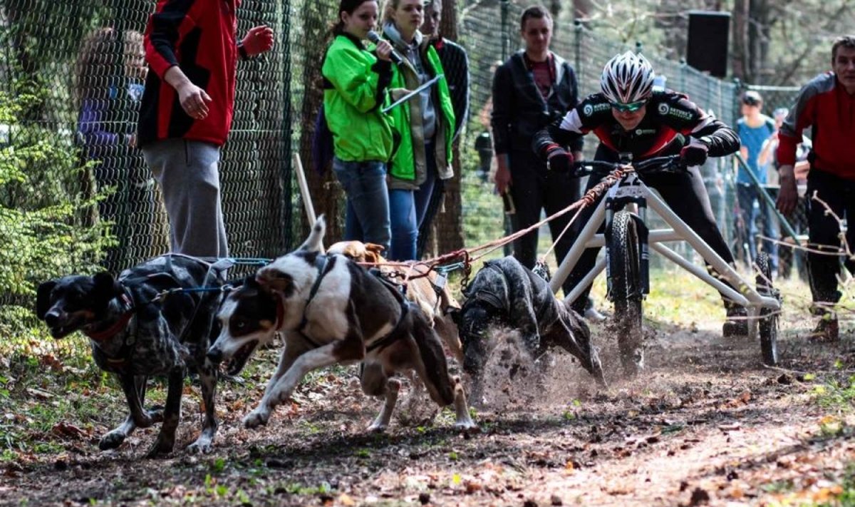 Kaune vyksta tarptautinės šunų varžybos