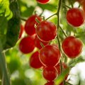 Ligos šiltnamyje: nustebsite, kokie produktai iš šaldytuvo gali išgydyti pomidorus