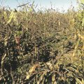 Po „kenkėjų“ antplūdžio 30 ha kukurūzų laukų - kaip nebūta