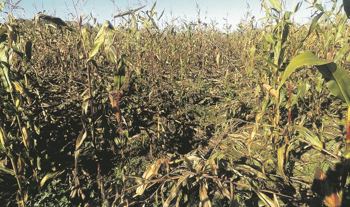 Puožo kaime ūkininkų Šerelių kukurūzų laukuose šernai smagiai papuotavo. 