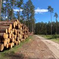 Biologė prof. Podėnienė: nėra logiškai mąstančio žmogaus, kuris sakytų, kad Lietuvoje su miškų kirtimais viskas gerai