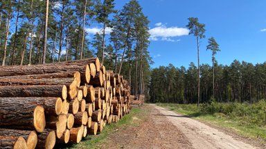 Valstybinė miškų urėdija stabdo kirtimus visose „Natura 2000“ teritorijose: paaiškino sprendimą