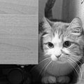 Nesuvokiamo žiaurumo protrūkis Ukmergėje: pirmokas katę pritrenkė lazda, šešis kačiukus puolė akmeniu