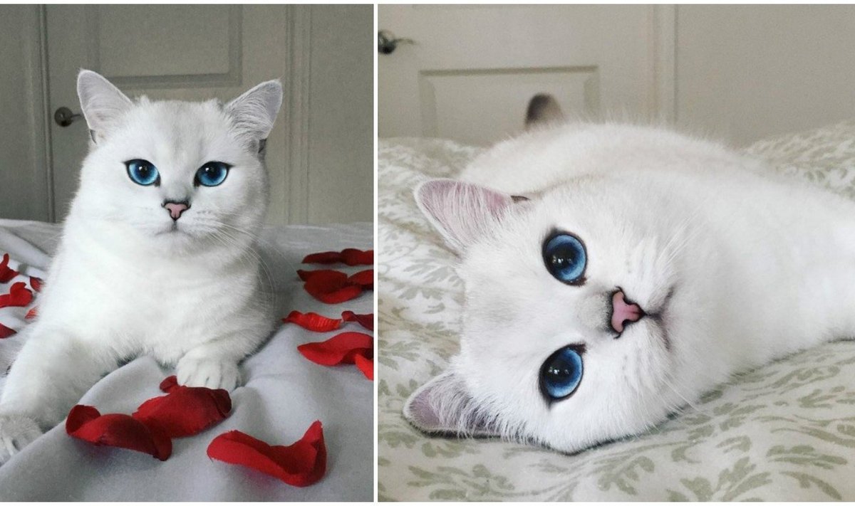 Katė, mėlynomis akimis