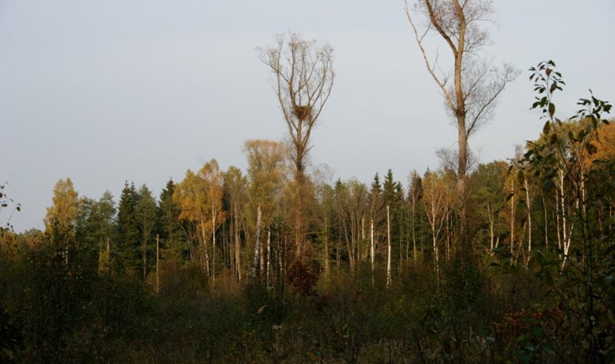 Praėjusį rudenį dar augo medis su erelių lizdu / Deivio Dementavičiaus nuotr.