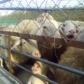 Vairuotojas nubaustas už tai, kad salone vežėsi 10 avių