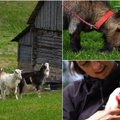 Viktorija sukūrė ypatingus namus fermos gyvūnams: jie per plauką išvengė žiauraus likimo