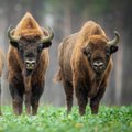 Ar tikrai europinių bizonų paplitimas įrodo, kad žmogaus sukeltos klimato kaitos nėra?