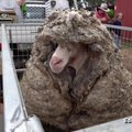 Australijoj išgelbėta nė karto nekirpta laukinė avis