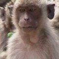 Tailandiečių jūreiviai maitina badaujančias beždžiones