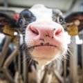 Pieno supirkimo kainos Estijoje 2021-aisiais pakilo penktadaliu