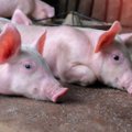 Kiaulių supirkimo kainos augo ketvirtadaliu
