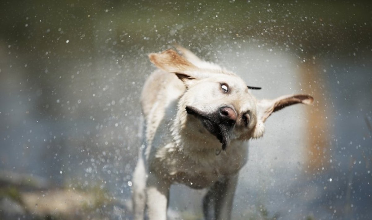 Stambesni šunys 70 proc. vandens gali nusipurtyti per 4 sekundes
