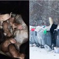 Neįtikėtinas žiaurumas Kėdainiuose: šiukšlių konteineryje paliko šešis šuniukus