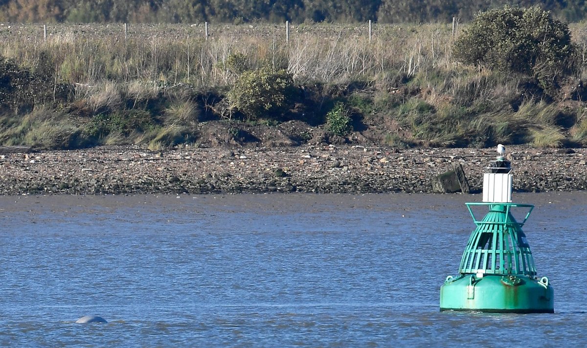 Temzės upėje netoli Londono užfiksuotas baltojo banginio vizitas