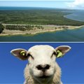Eksperimentas Kuršių Nerijoje: kopas duos nuėsti avims