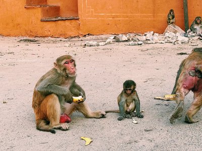 Kvartalas su beždžionėmis Indijoje