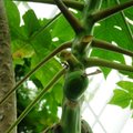 Papajinis melionmedis - ir maistas, ir vaistas, ir interjero puošmena