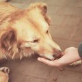 Tyrimai padeda atskleisti šunų elgesio problemas
