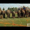 Nepale vyko dramblių futbolo varžybos