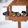Kaip žiemą pritraukti paukščius ir gyvūnus į savo sklypą