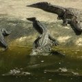 Meksikoje biologai gaudo iš draustinio pabėgusius krokodilus