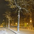 Мокрый снег в Литве валит деревья