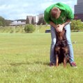 Devintoji dresūros pamoka: kaip išmokyti šunį eiti šalia?