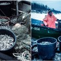 Stintmetis gali būti geresnis nei tikėtasi: žvejai pagaliau traukia stintas