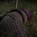 Šešerius metus su ant kaklo įstrigusia motociklo padanga gyvenęs krokodilas buvo išgelbėtas