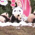 Mielas vaizdelis: Sičuano pandų veisimo centre parodyti visi 20 pernai gimusių mažylių