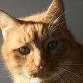 Katinėlis Strazdanėlė – šiltas saulės spinduliukas, kuriam reikia namų