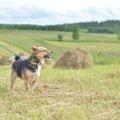 Statistika: daugiausia šunų Lietuvoje gimsta daugintojų garažuose