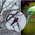 Vilniuje žiemą skraidančios papūgos stebina gyventojus ir verčia spėlioti, ar paukščiai išgyvens