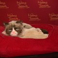 Internete išpopuliarėjusi Irzlioji katė debiutavo Brodvėjuje