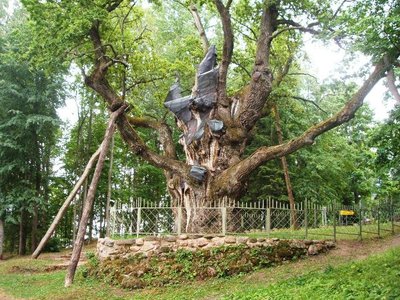 Stelmužės ąžuolas - 1500 metų