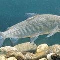 Kuršių mariose pasirodė sparčiausiai Europoje nykstančios žuvys