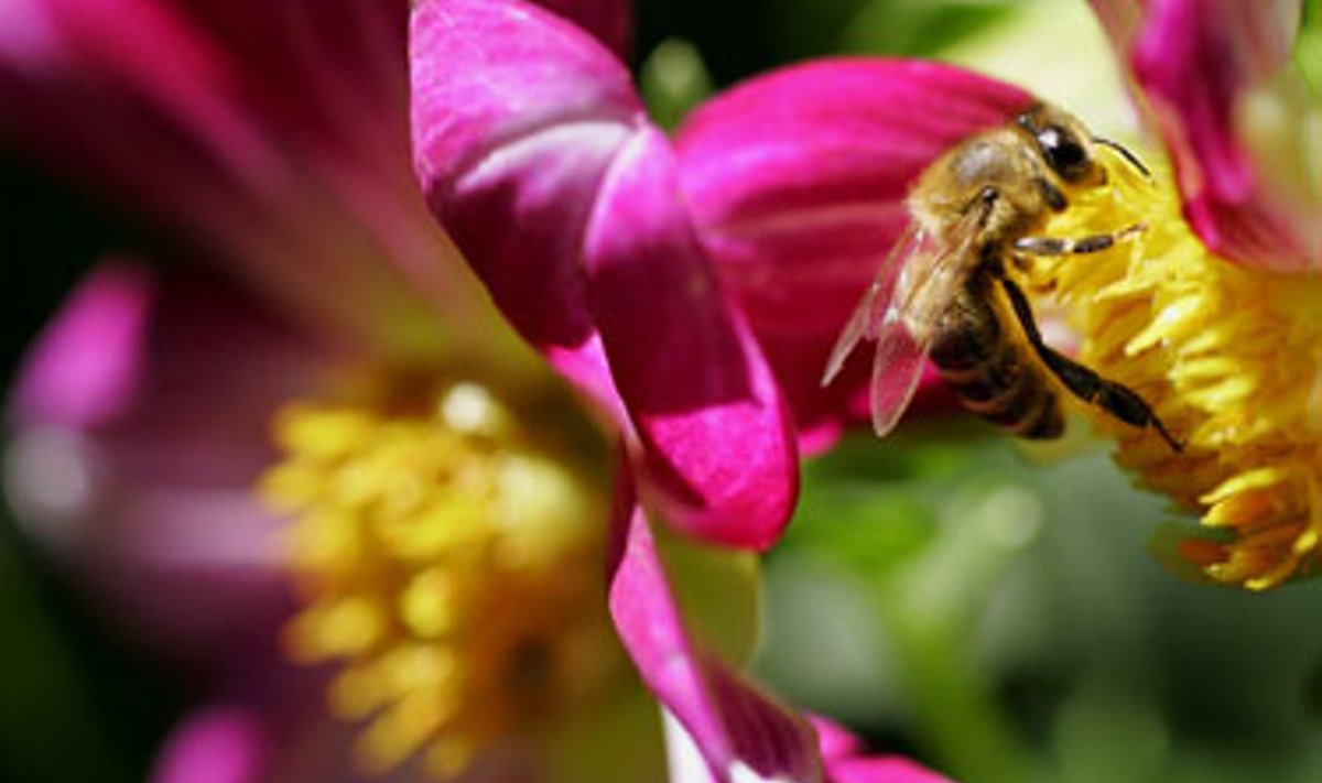 Bitė renka medų iš viename Sofijos parke žydinčių gėlių.