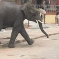 Pietinėje Indijoje du įsismarkavę drambliai sutrypė žmogų