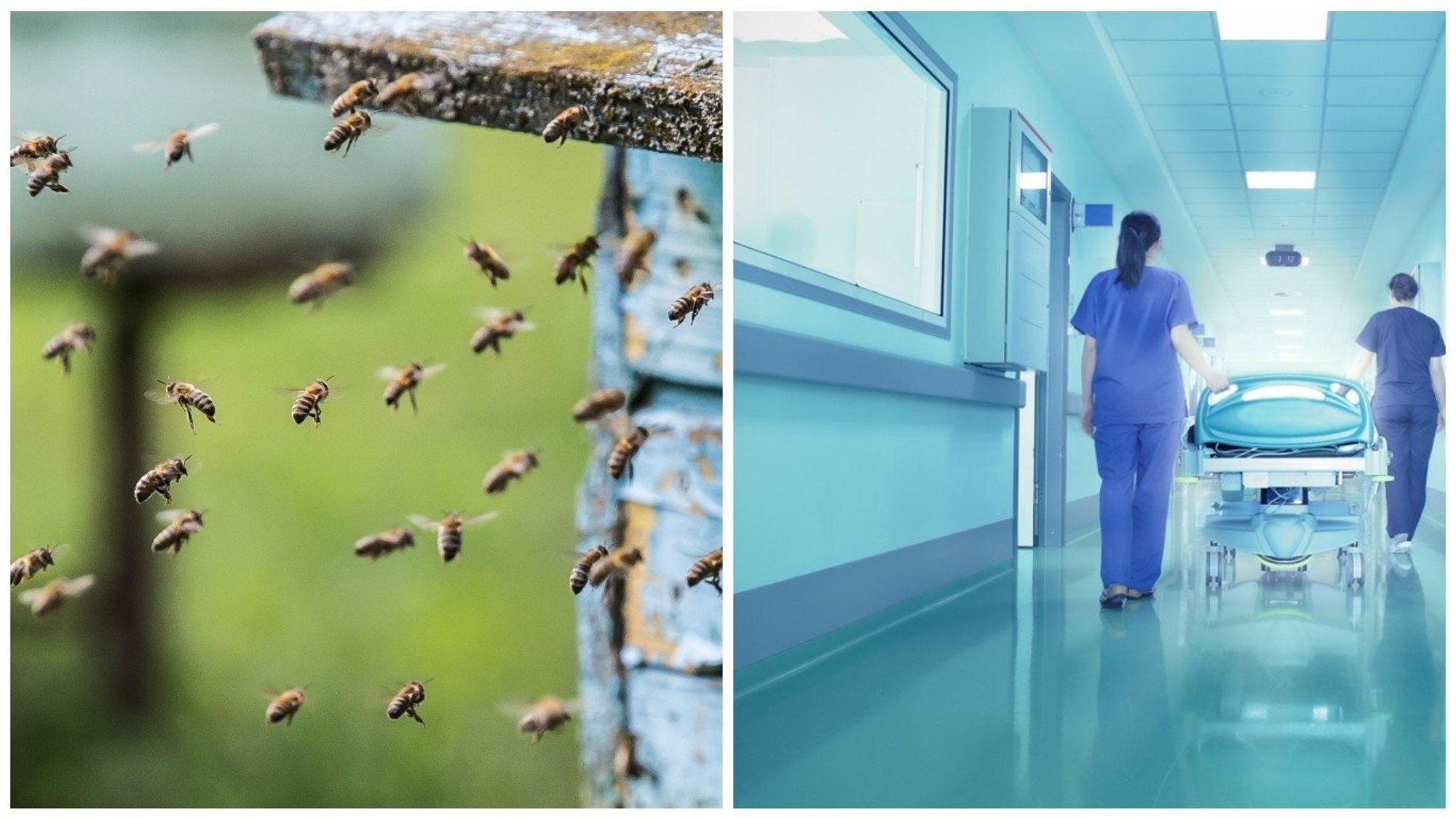 Wstrząs anafilaktyczny: wymagana natychmiastowa reakcja