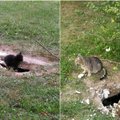 Žiauri egzekucija ligoninės kieme: šiauliečių globojamas kates palaidojo gyvas