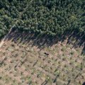 Siūlo kirtaviečių nebelaikyti mišku – kokį tuomet Lietuvos vaizdą pamatytume?