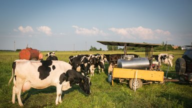 Pieno perdirbėjai įžvelgia žaliavos pigimo galimybę