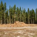 Smūgis nelegaliems kirtimams – sustiprinti miškininkų įgaliojimai