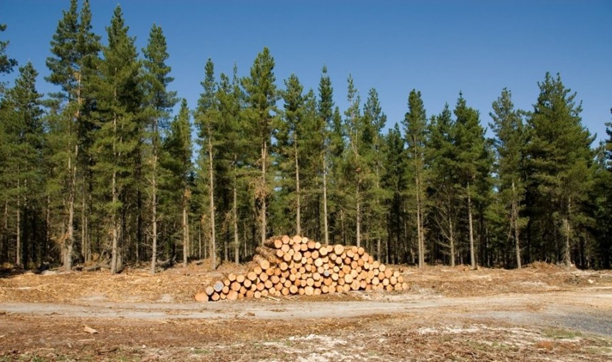 Kovoje su nelegaliais kirtimais miškų inspektoriams suteikta daugiau teisių 