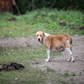 Ветеринарная служба Литвы получила больше 250 сообщений о нарушениях условий содержания животных