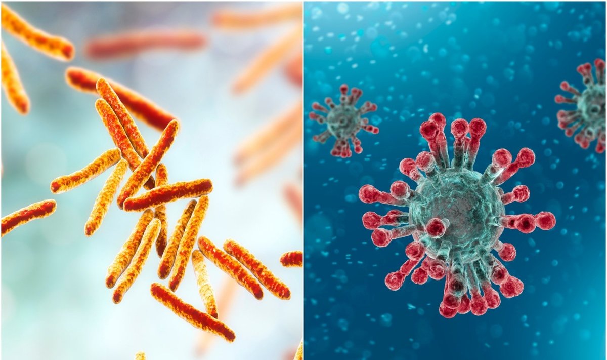 Kairėje - tuberkuliozę sukelianti bakterija, dešinėje - COVID-19 sukeliantis virusas